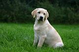 LABRADOR 1288